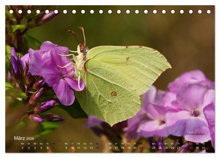 Produktbild: Gro&szlig;e und kleine Schmetterlinge (Tischkalender 2026 DIN A5 quer), CALVENDO Monatskalender