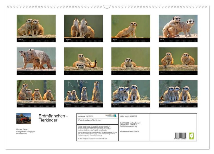 Produktbild: Erdm&auml;nnchen - Tierkinder (Wandkalender 2026 DIN A2 quer), CALVENDO Monatskalender