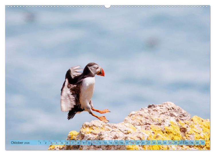 Produktbild: Papageientaucher - Farbenfrohe Flieger der Natur (hochwertiger Premium Wandkalender 2026 DIN A2 quer), Kunstdruck in Hochglanz