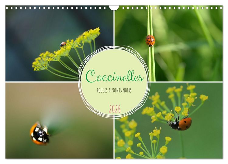 Produktbild: Coccinelles rouges &agrave; points noirs (Calendrier mural 2026 DIN A3 vertical), CALVENDO calendrier mensuel