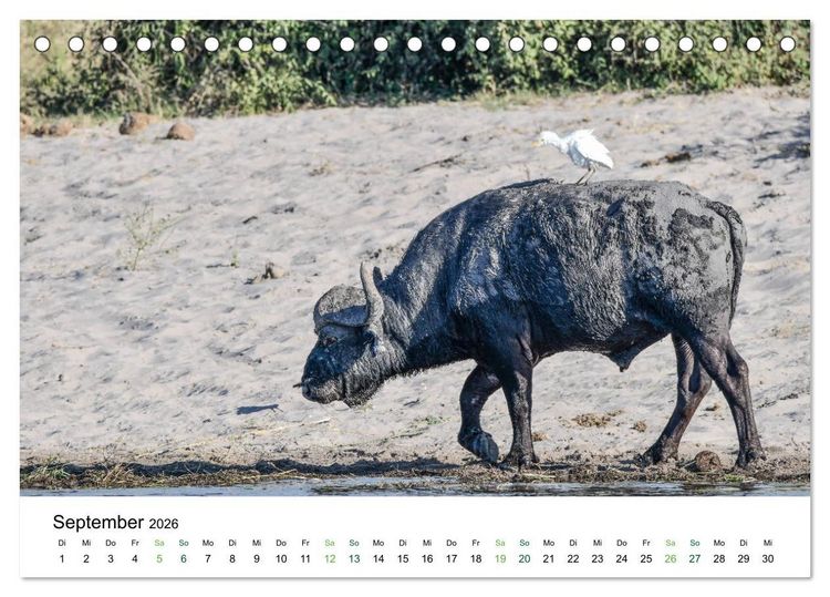 Produktbild: B&uuml;ffel - wild und sch&ouml;n (Tischkalender 2026 DIN A5 quer), CALVENDO Monatskalender