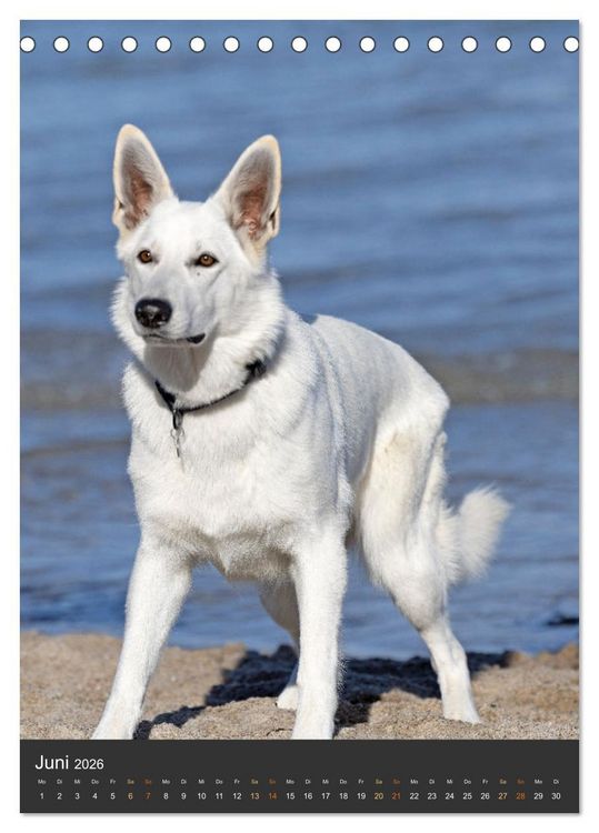 Produktbild: Berger Blanc Suisse - Freunde auf 4 Pfoten (Tischkalender 2026 DIN A5 hoch), CALVENDO Monatskalender