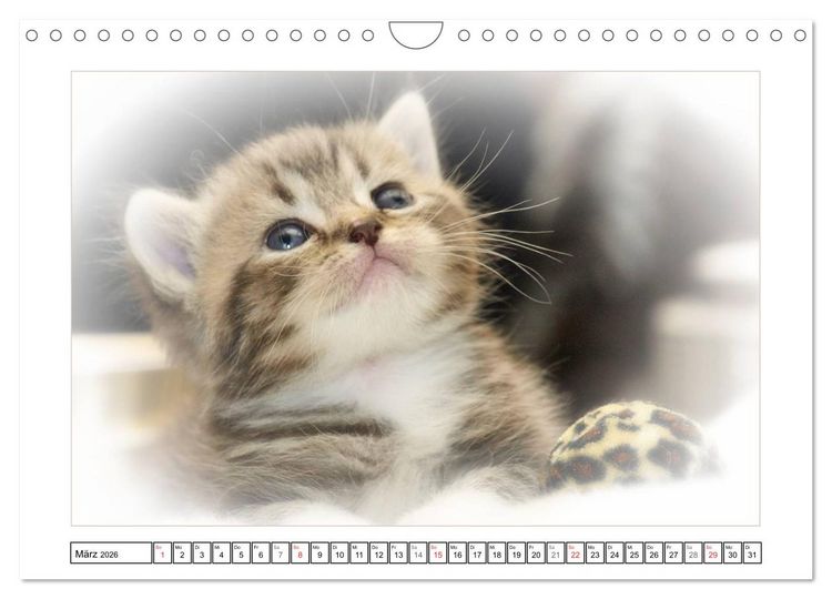 Produktbild: Katzen &ndash; Treue Begleiter (CH - Version) (Wandkalender 2026 DIN A4 quer), CALVENDO Monatskalender