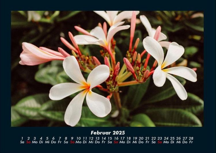 Produktbild: Pflanzen und Bl&uuml;ten 2025 Fotokalender DIN A4