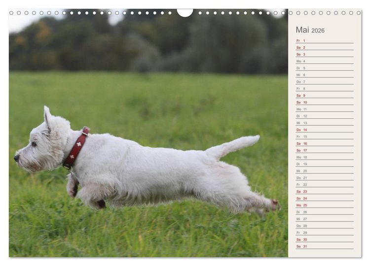 Produktbild: West Highland White Terrier - Selbstbewustes Powerpaket - der Westie (Wandkalender 2026 DIN A3 quer), CALVENDO Monatskalender