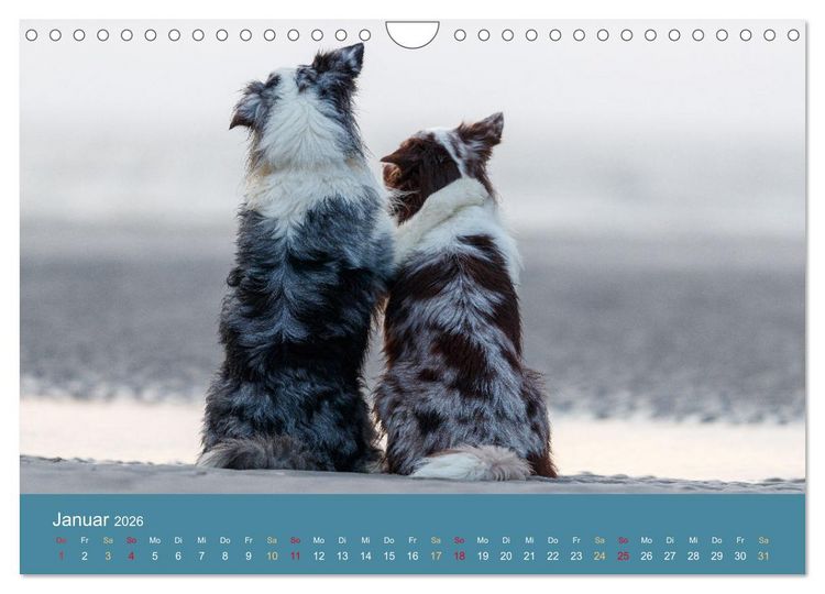 Produktbild: Mit Aussies unterwegs - Die bunte Welt der Australian Shepherds (Wandkalender 2026 DIN A4 quer), CALVENDO Monatskalender