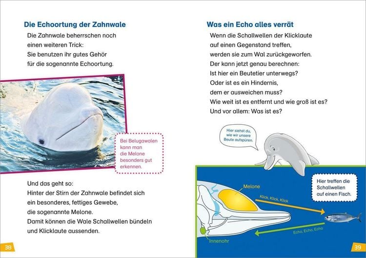 Produktbild: WAS IST WAS Erstes Lesen Band 1. Wale und Delfine