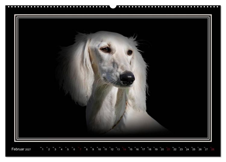 Produktbild: Saluki 2027 (Wandkalender 2027 DIN A2 quer), CALVENDO Monatskalender