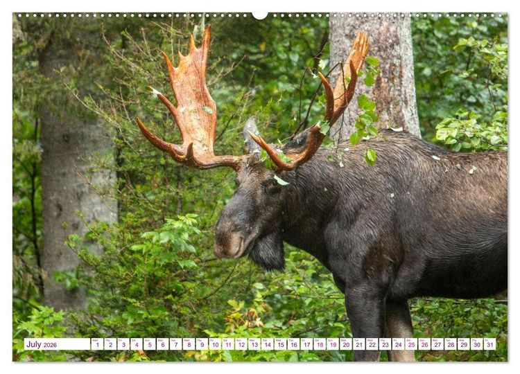 Produktbild: THE NORTHERN WOODLANDS MOOSE (Wall Calendar 2026 DIN A2 landscape), CALVENDO 12 Month Wall Calendar