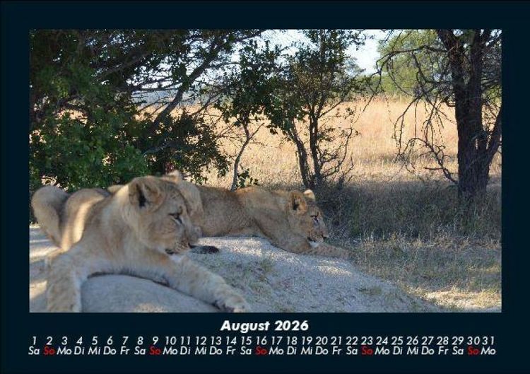 Produktbild: L&ouml;wen in der Wildnis 2026 Fotokalender DIN A5