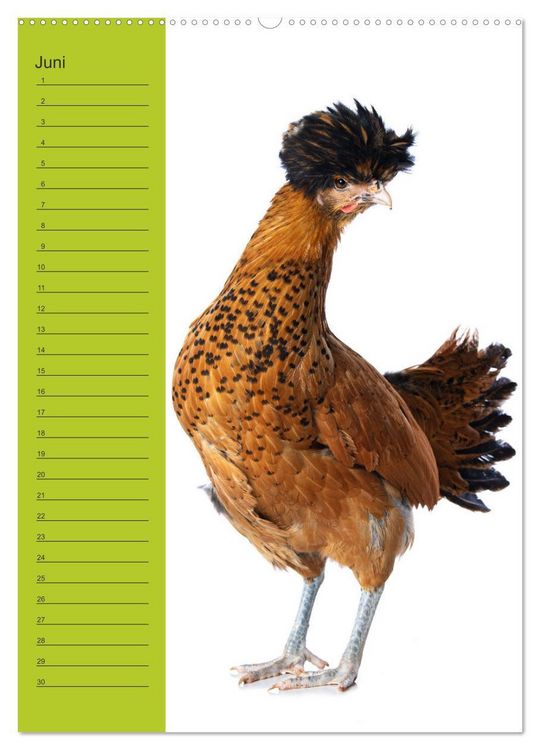 Produktbild: Kunterbunte H&uuml;hner Truppe (hochwertiger Premium Wandkalender 2026 DIN A2 hoch), Kunstdruck in Hochglanz