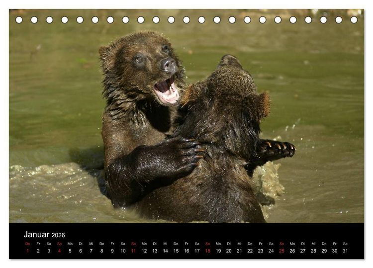 Produktbild: B&auml;ren im Nationalpark Bayerischer Wald (Tischkalender 2026 DIN A5 quer), CALVENDO Monatskalender