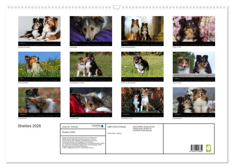 Produktbild: Shelties 2026 (Wandkalender 2026 DIN A2 quer), CALVENDO Monatskalender