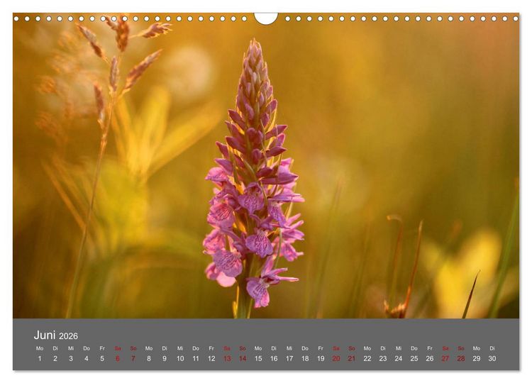 Produktbild: Wahner Heide - Aussichten und Begegnungen (Wandkalender 2026 DIN A3 quer), CALVENDO Monatskalender