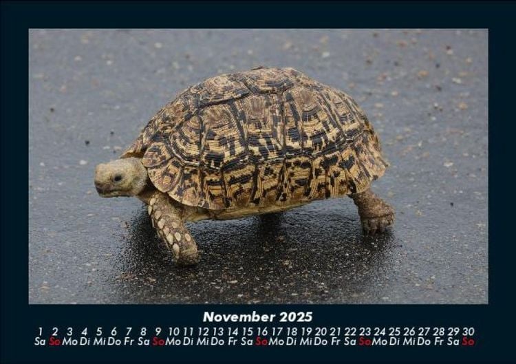 Produktbild: Schildkr&ouml;tenzauber 2025 Fotokalender DIN A5