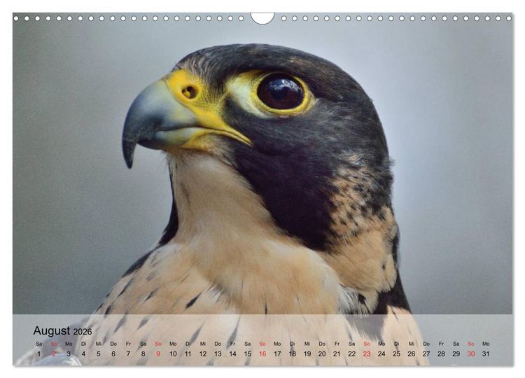 Produktbild: Falken und Greifv&ouml;gel. Edle J&auml;ger (Wandkalender 2026 DIN A3 quer), CALVENDO Monatskalender
