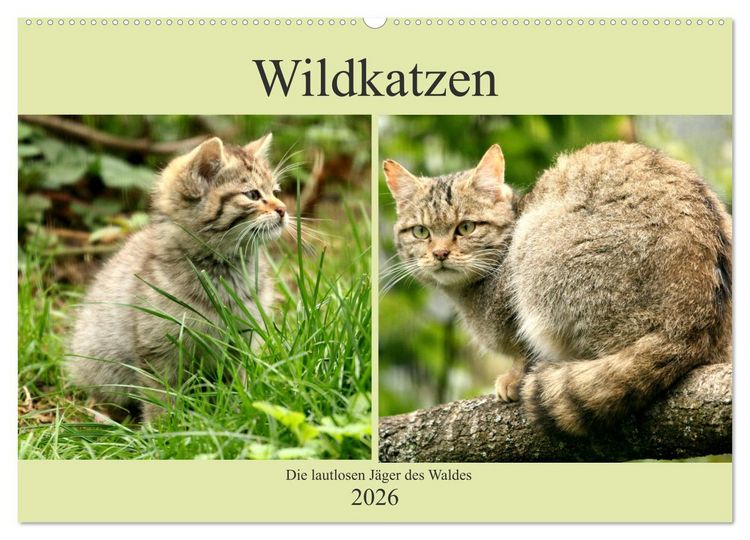 Produktbild: Wildkatzen - Die lautlosen J&auml;ger des Waldes (Wandkalender 2026 DIN A2 quer), CALVENDO Monatskalender