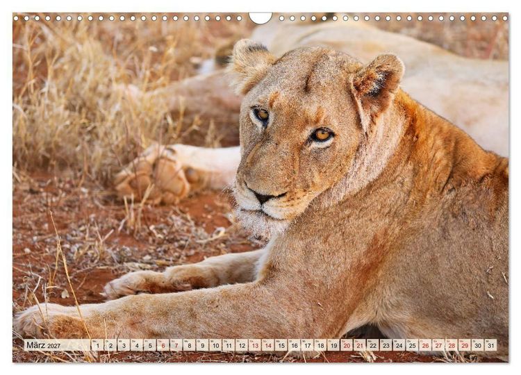Produktbild: Afrikas L&ouml;wen 2027 (Wandkalender 2027 DIN A3 quer), CALVENDO Monatskalender
