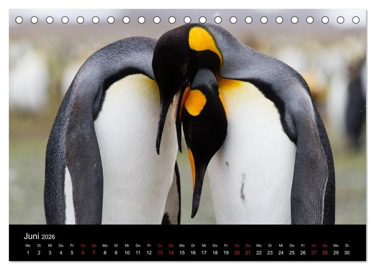 Produktbild: Pinguine - sympathische Fracktr&auml;ger im eisigen S&uuml;den (Tischkalender 2026 DIN A5 quer), CALVENDO Monatskalender