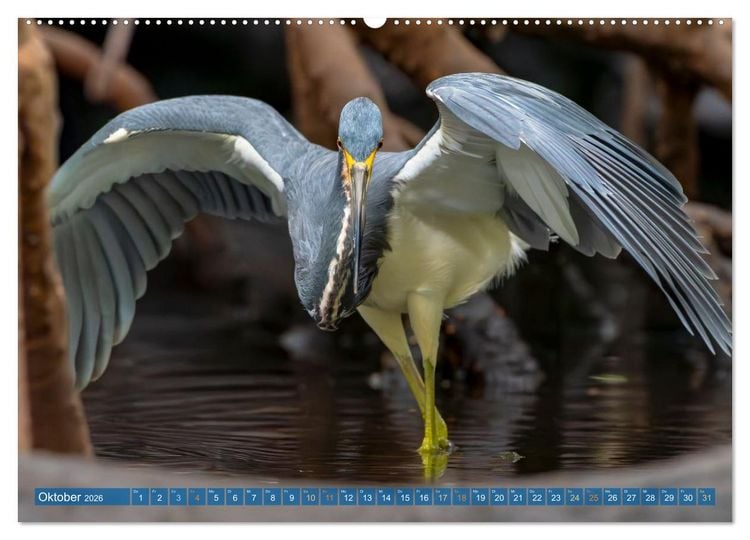 Produktbild: Blaureiher und Dreifarbenreiher (Wandkalender 2026 DIN A2 quer), CALVENDO Monatskalender