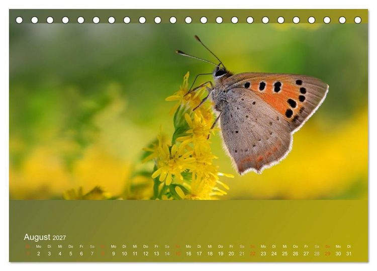 Produktbild: Falter, K&auml;fer und Co.faszinierend, doch extrem gef&auml;hrdet (Tischkalender 2027 DIN A5 quer), CALVENDO Monatskalender