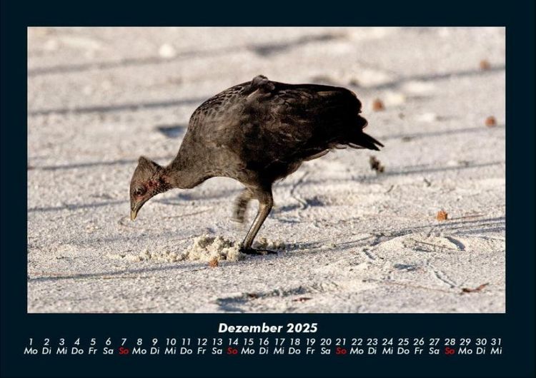 Produktbild: Welt der V&ouml;gel 2025 Fotokalender DIN A4