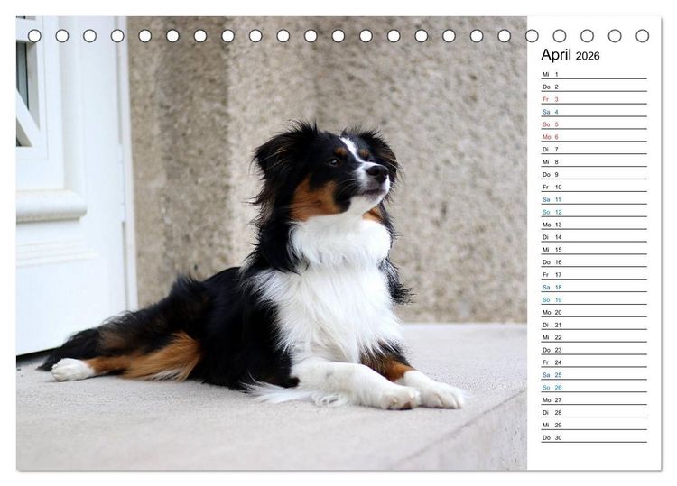 Produktbild: Australian Shepherd Tri Color (Tischkalender 2026 DIN A5 quer), CALVENDO Monatskalender