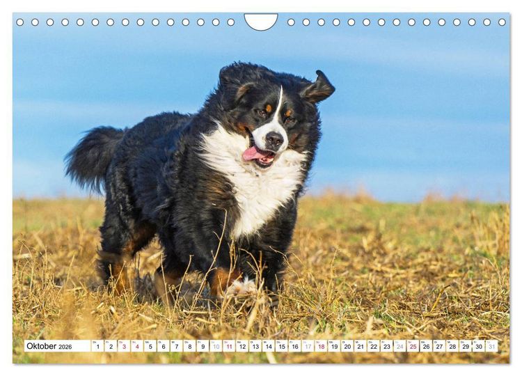 Produktbild: Ein Herz auf 4 Pfoten - Berner Sennenhund (Wandkalender 2026 DIN A4 quer), CALVENDO Monatskalender
