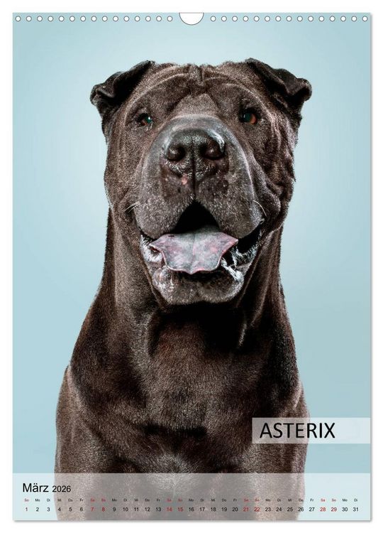Produktbild: Hundekalender - Hunderassen im Portrait (Wandkalender 2026 DIN A3 hoch), CALVENDO Monatskalender
