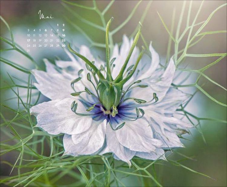 Produktbild: Floral Art 2027