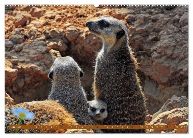 Produktbild: Erdm&auml;nnchens Kinderstube (hochwertiger Premium Wandkalender 2026 DIN A2 quer), Kunstdruck in Hochglanz