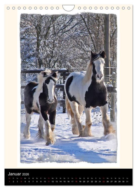 Produktbild: Gypsy's (Wandkalender 2026 DIN A4 hoch), CALVENDO Monatskalender