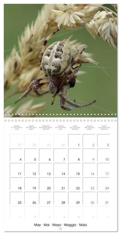 Produktbild: Spiders and Tarantulas (Wall Calendar 2026 12 &times; 12 Inch) CALVENDO 12 Month Wall Calendar