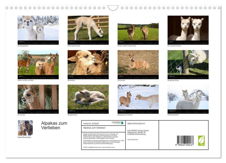 Produktbild: Alpakas zum Verlieben (Wandkalender 2026 DIN A3 quer), CALVENDO Monatskalender
