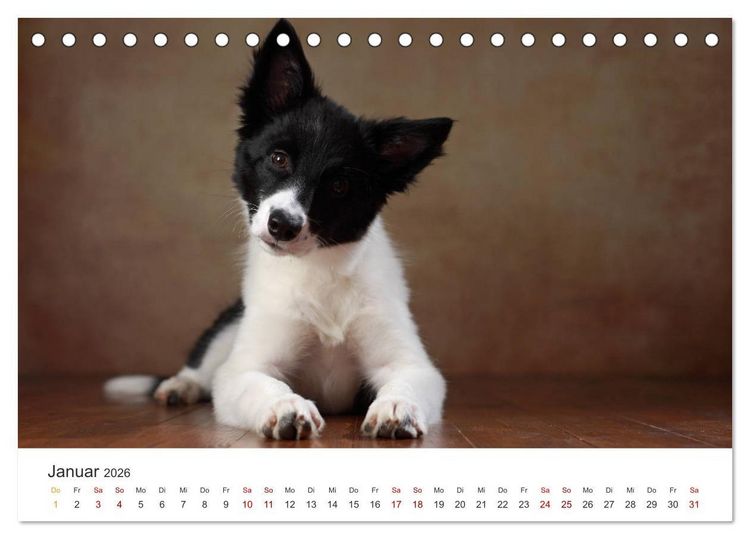 Produktbild: Welpenblicke (Tischkalender 2026 DIN A5 quer), CALVENDO Monatskalender