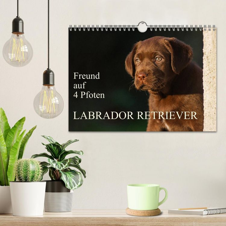 Produktbild: Freund auf 4 Pfoten - Labrador Retriever (Wandkalender 2026 DIN A4 quer), CALVENDO Monatskalender