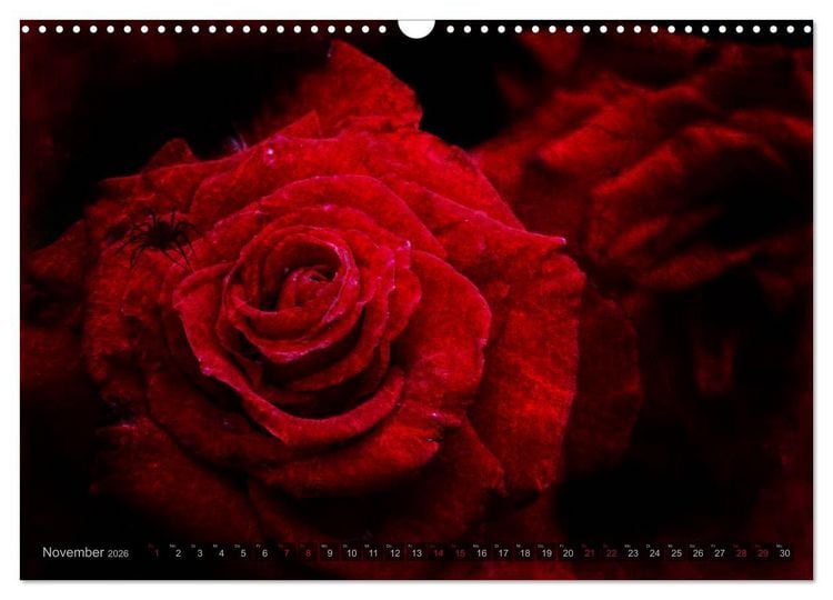 Produktbild: Gothic Rose - Rosen aus dem Garten der Finsternis (Wandkalender 2026 DIN A3 quer), CALVENDO Monatskalender