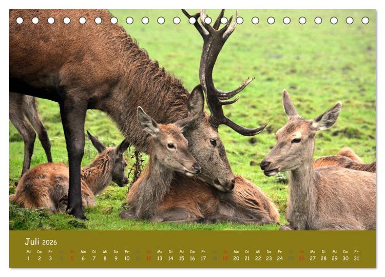 Produktbild: Begegnungen. DER HIRSCH (Tischkalender 2026 DIN A5 quer), CALVENDO Monatskalender