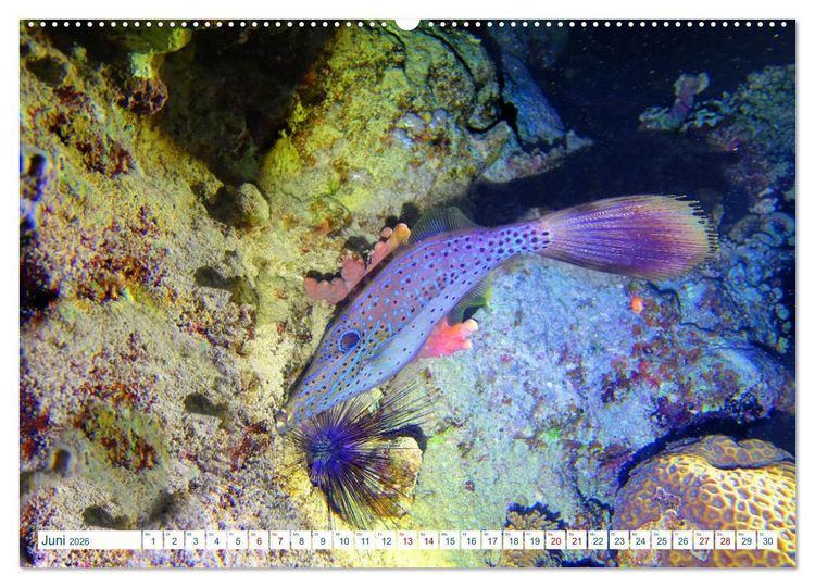 Produktbild: Geheimnisvolle Welt unter Wasser - Nachts am Riff (hochwertiger Premium Wandkalender 2026 DIN A2 quer), Kunstdruck in Hochglanz