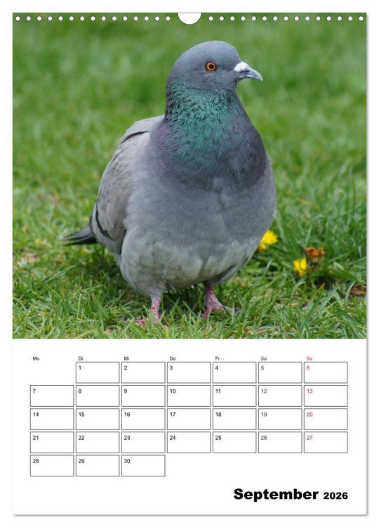 Produktbild: Tauben Terminplaner (Wandkalender 2026 DIN A3 hoch), CALVENDO Monatskalender