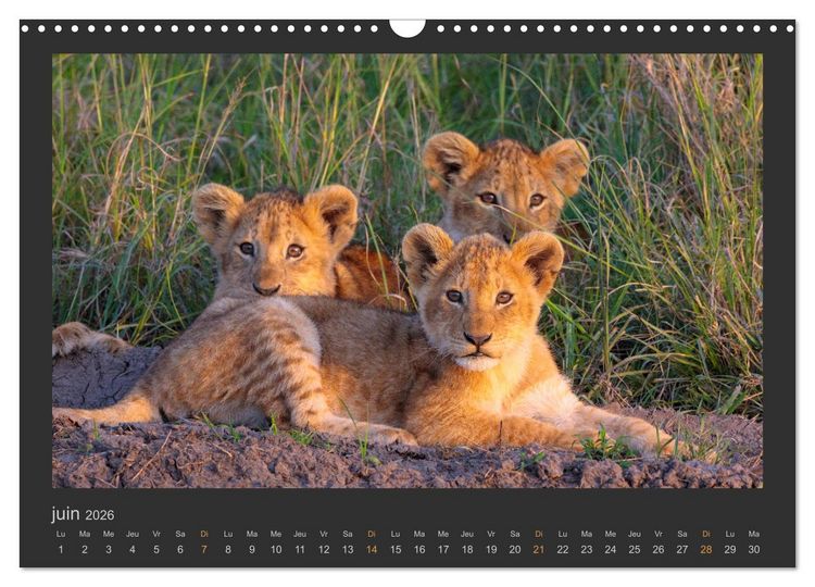 Produktbild: Lions &ndash; Photographies de la faune (Calendrier mural 2026 DIN A3 vertical), CALVENDO calendrier mensuel