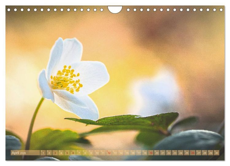 Produktbild: Natursch&ouml;nheiten - mit Bl&uuml;ten und Pflanzen durch das Jahr (Wandkalender 2026 DIN A4 quer), CALVENDO Monatskalender