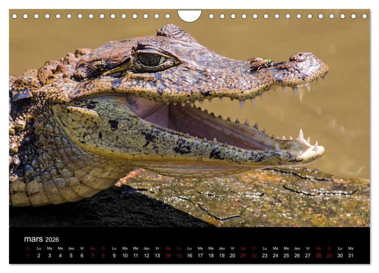 Produktbild: Costa Rica Paradis de la Biodiversit&eacute; (Calendrier mural 2026 DIN A4 vertical), CALVENDO calendrier mensuel