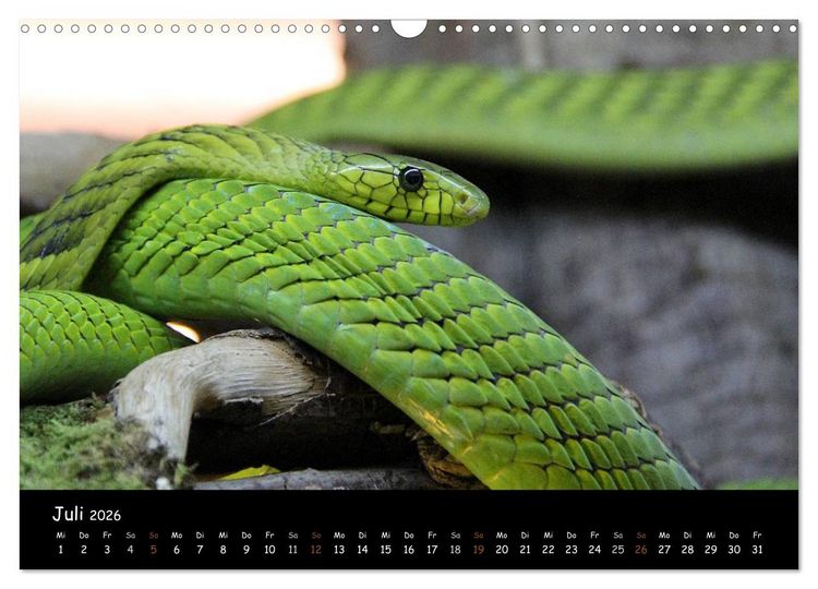 Produktbild: Reptilien 2026 (Wandkalender 2026 DIN A3 quer), CALVENDO Monatskalender