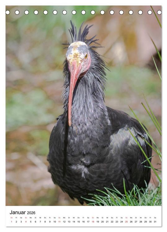 Produktbild: Der Waldrapp - Der etwas andere Vogel (Tischkalender 2026 DIN A5 hoch), CALVENDO Monatskalender