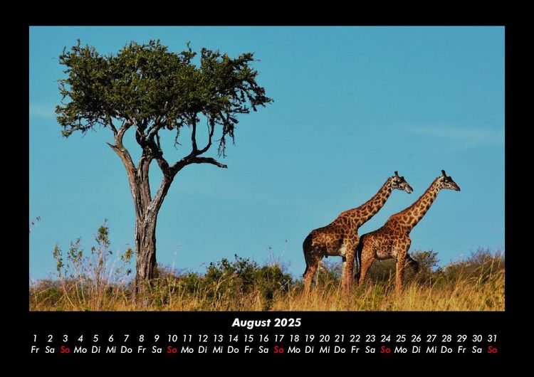 Produktbild: Tiere in der Wildnis 2025 Fotokalender DIN A3