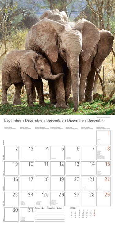 Produktbild: Elefanten - T & C-Kalender 2013