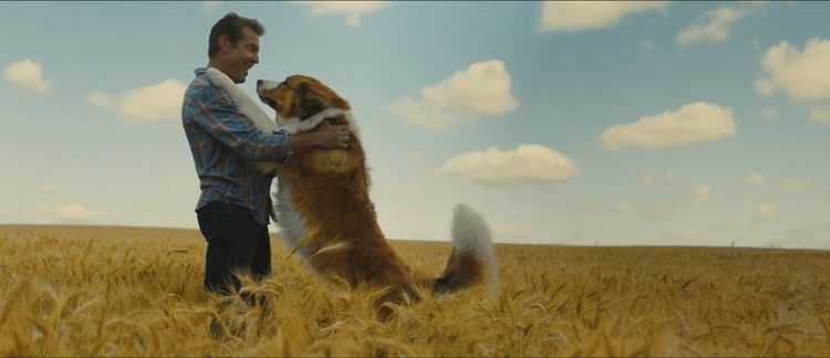 Produktbild: Bailey - Ein Hund kehrt zur&uuml;ck