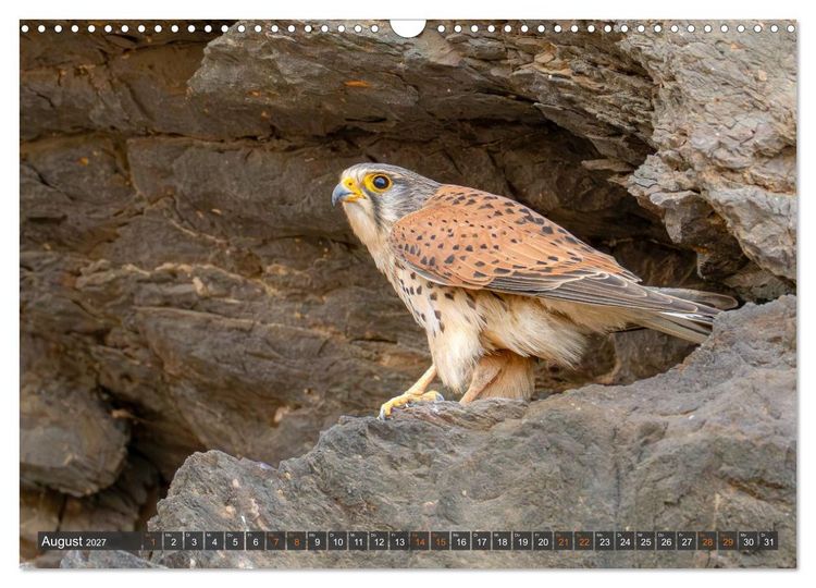 Produktbild: Die sch&ouml;nsten Brutv&ouml;gel Lanzarotes (Wandkalender 2027 DIN A3 quer), CALVENDO Monatskalender