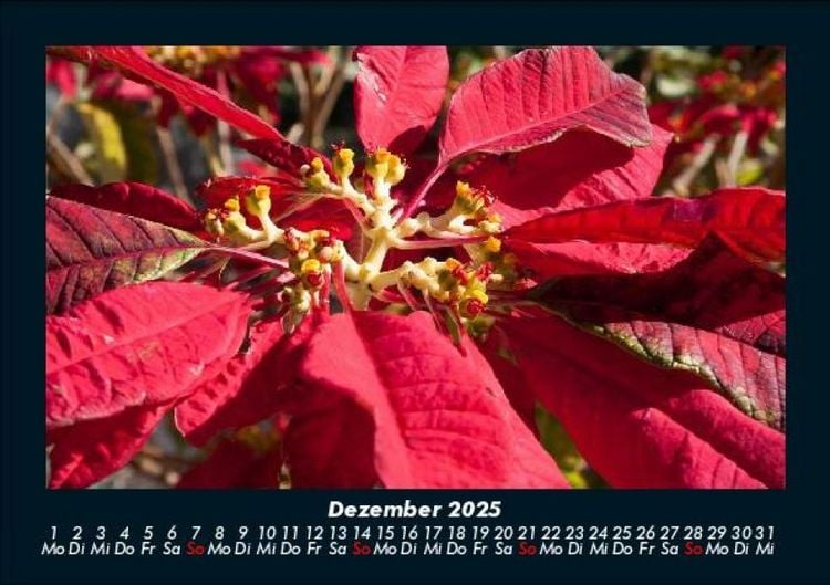 Produktbild: Blumenzauber 2025 Fotokalender DIN A5
